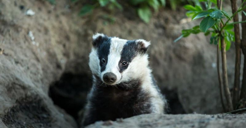 Badger
