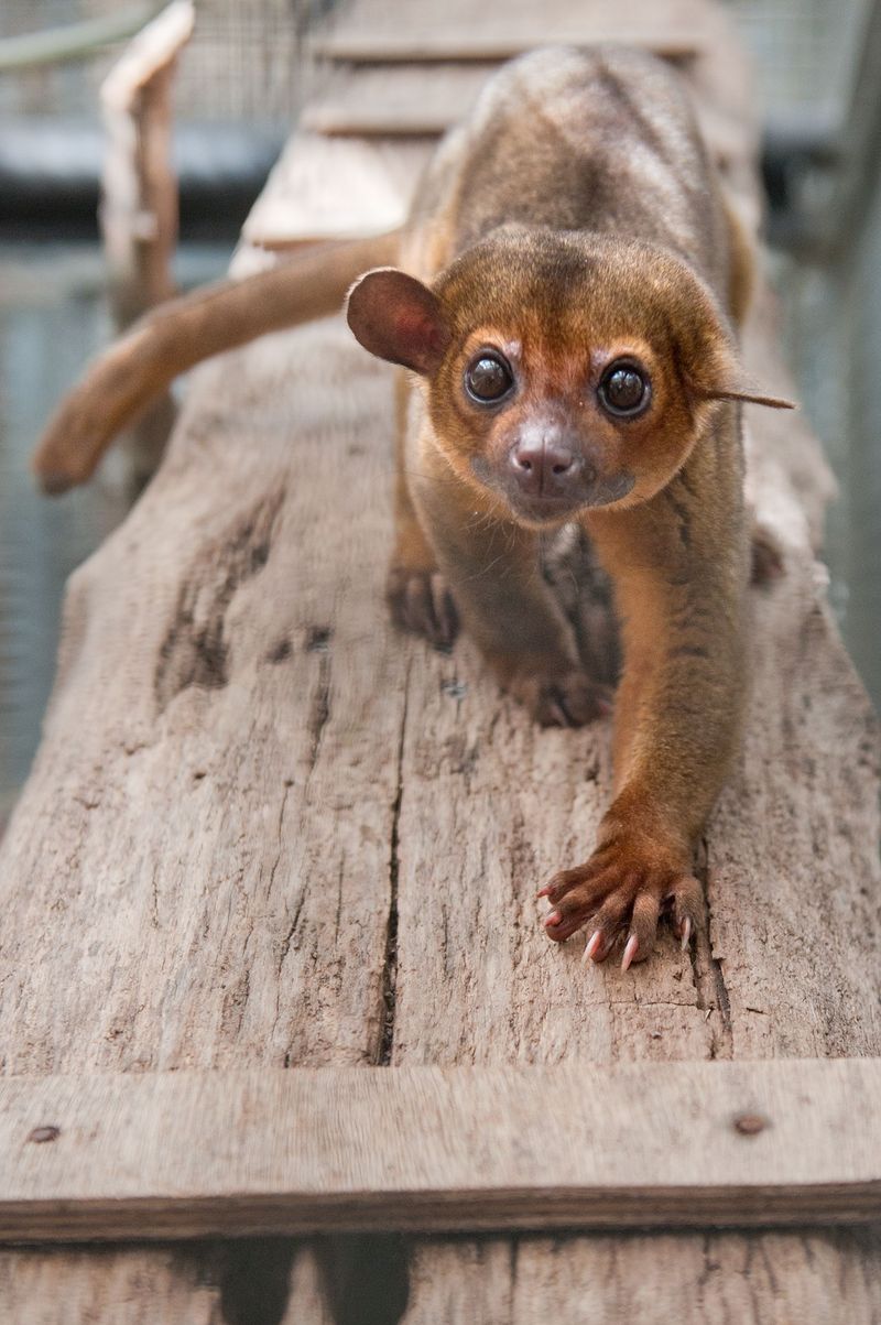 Kinkajou