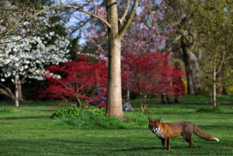 Fox in London's Gardens