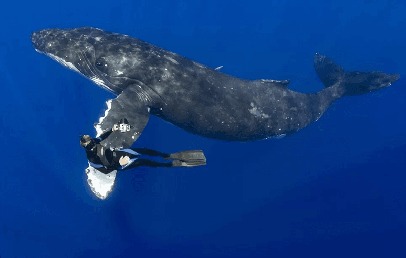 Whale