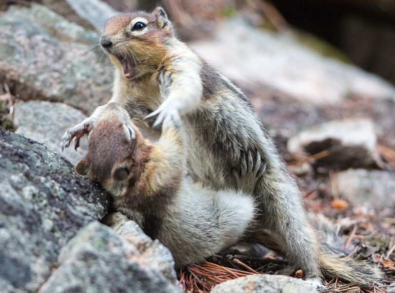 Squirrels