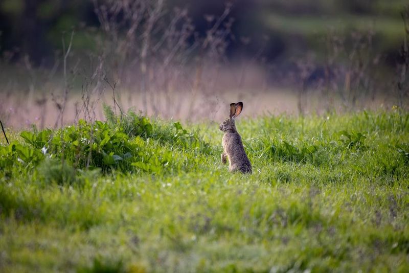 Rabbits as Timid Creatures