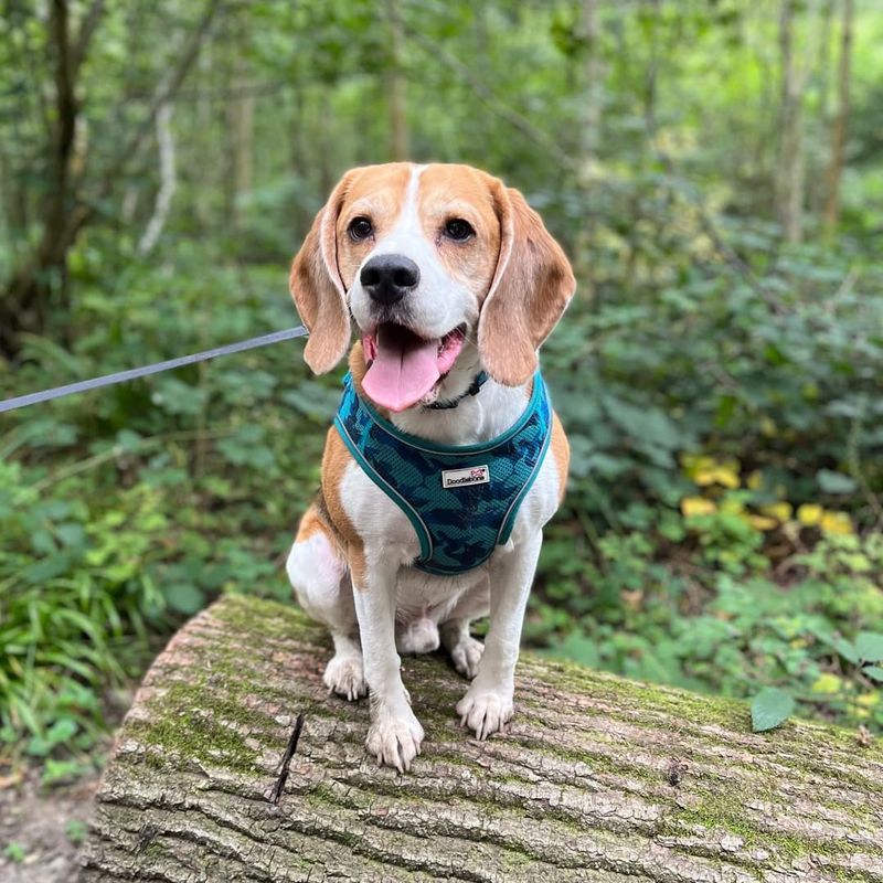 Beagle