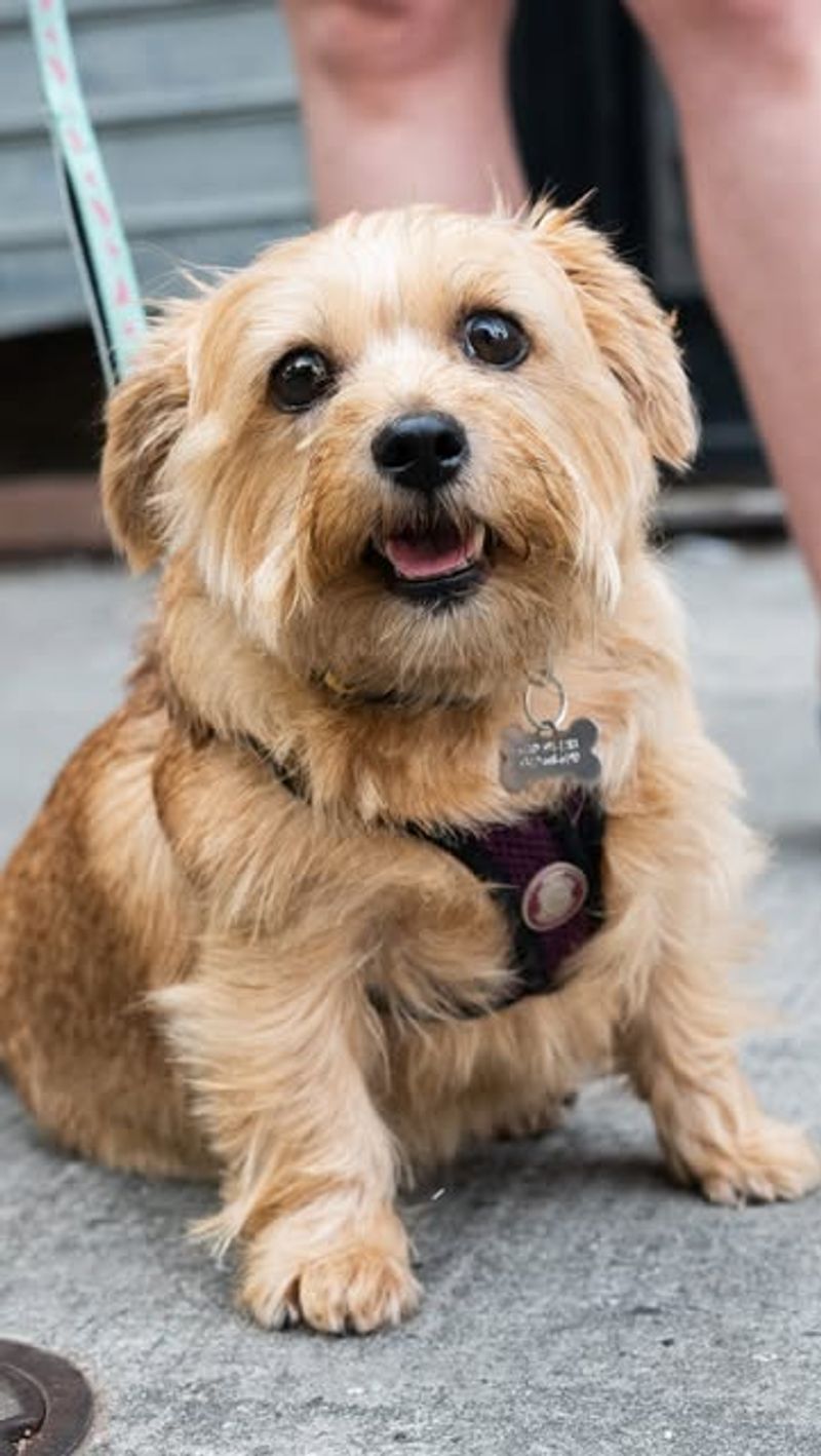 Norfolk Terrier