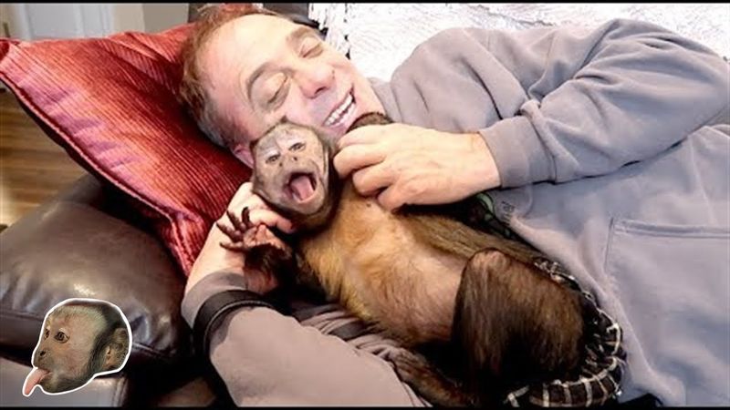 Capuchin Monkey