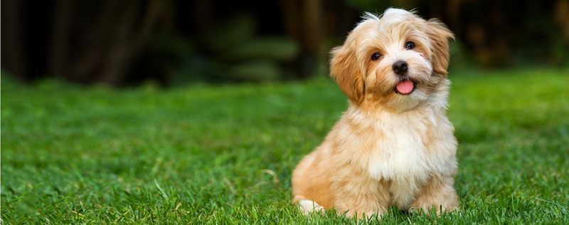 Havanese