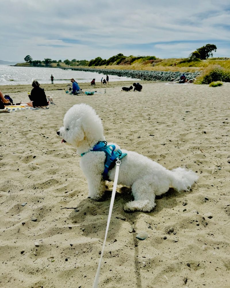 Bichon Frise
