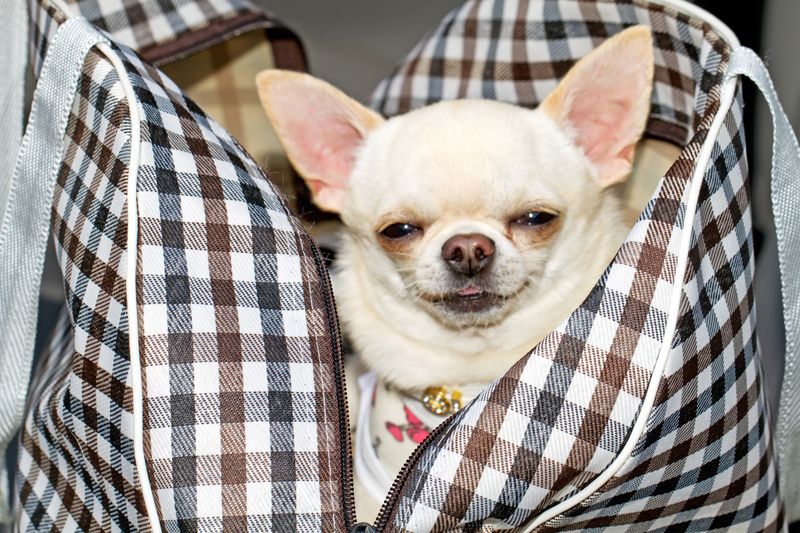 Chihuahua