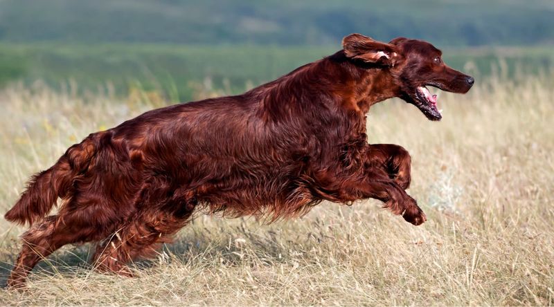 Irish Setter