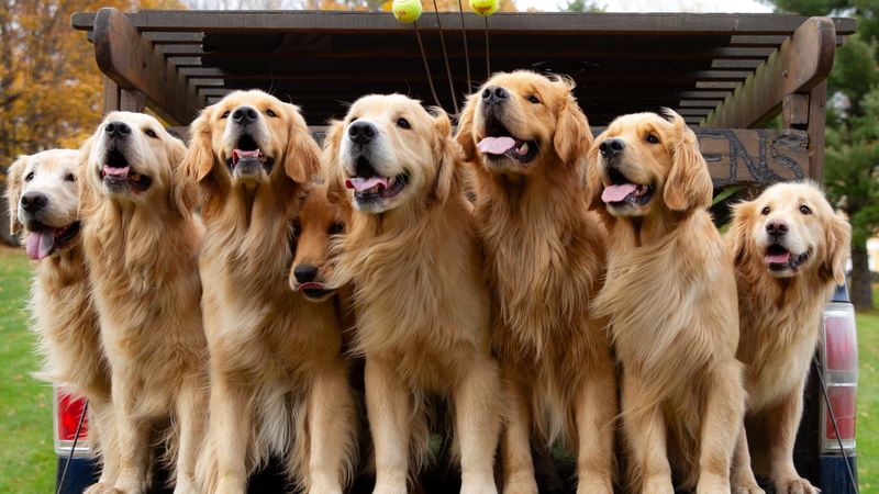 Golden Retriever