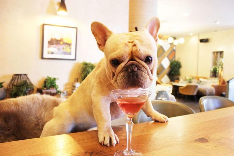 French Bulldog