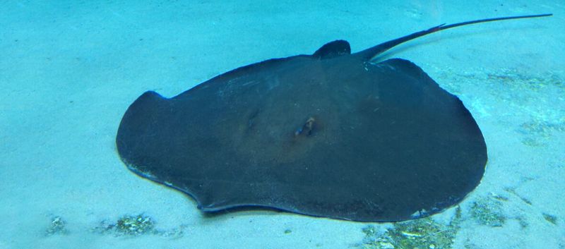Giant Freshwater Whipray