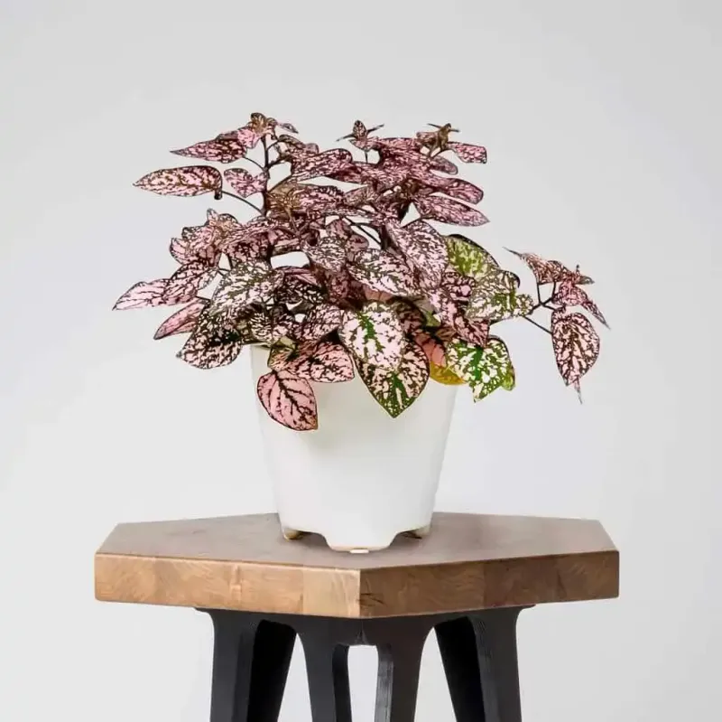 Polka Dot Plant