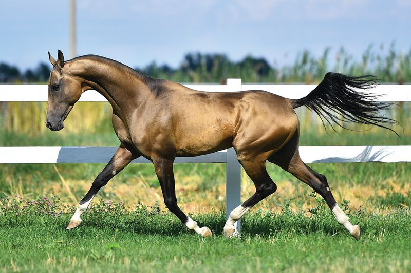 Akhal-Teke