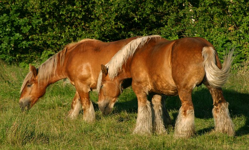 Jutland Horse