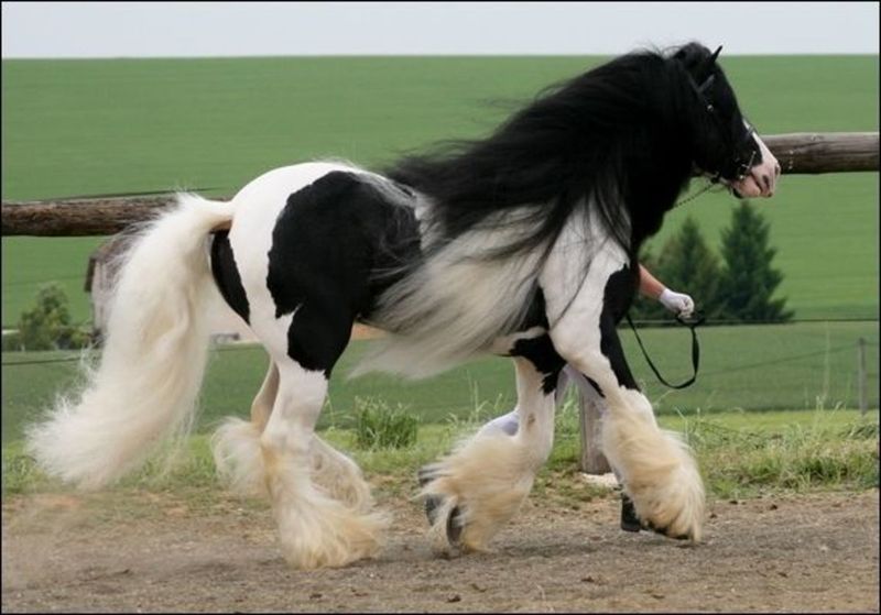 Gypsy Vanner