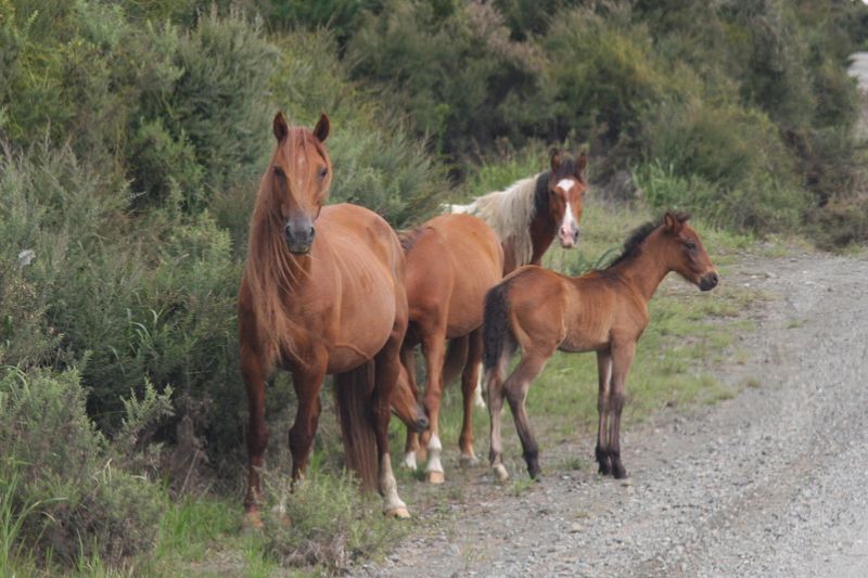 Kaimanawa Horse