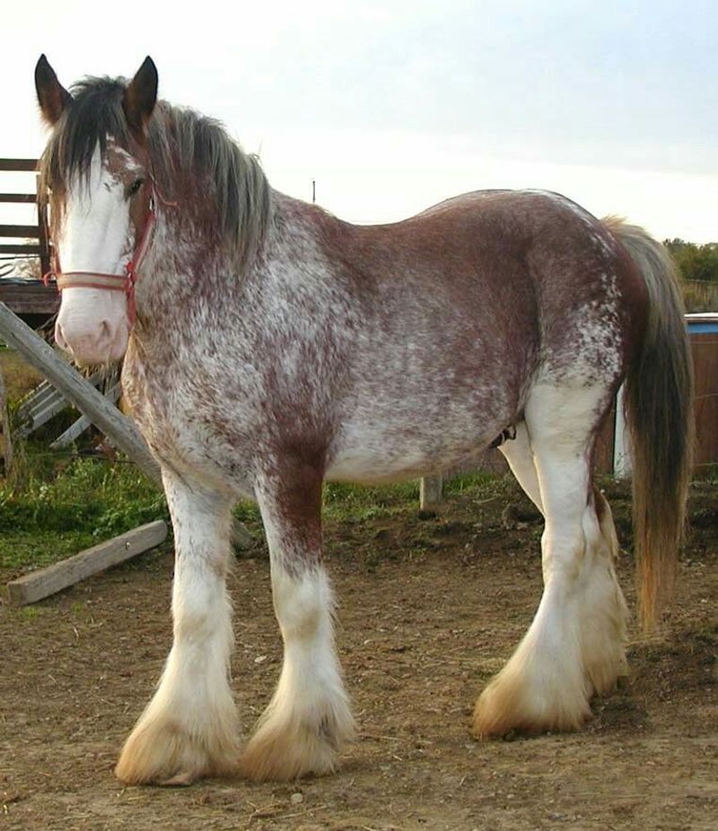 Clydesdale