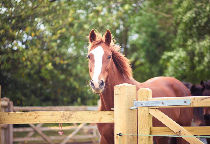 Warmblood