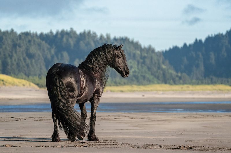 Friesian