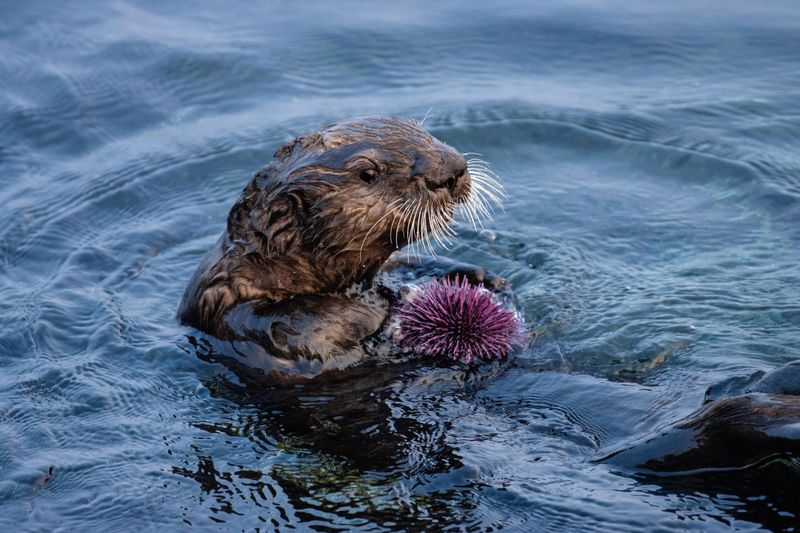 Sea Otters