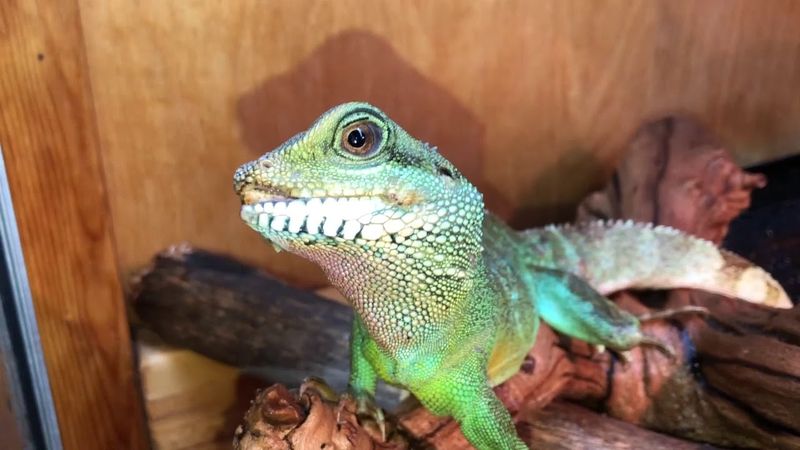 Chinese Water Dragon