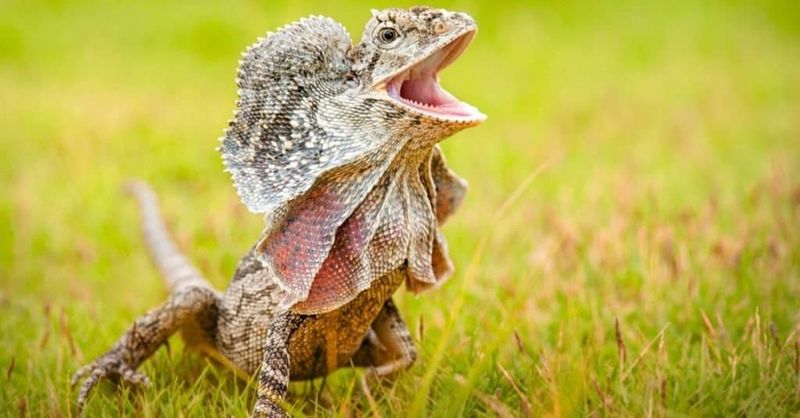 Frilled Lizard