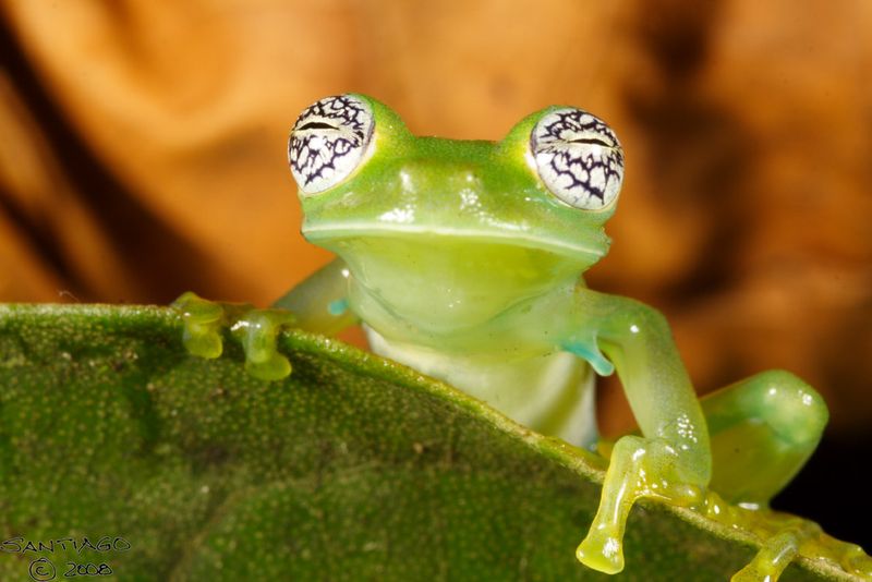 Glass Frog