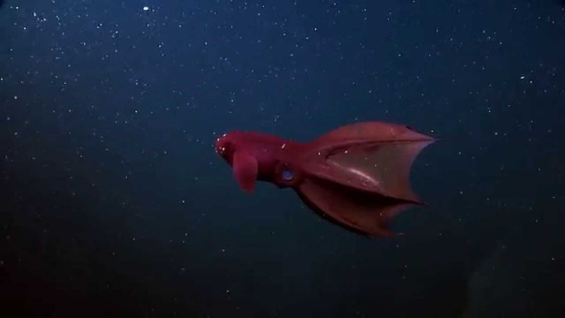 Vampire Squid