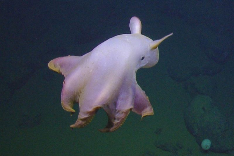 Dumbo Octopus