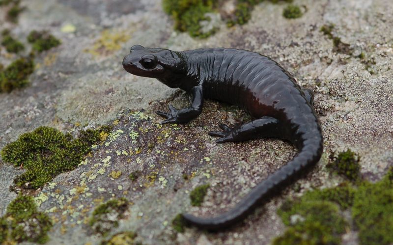 Black Alpine Salamander