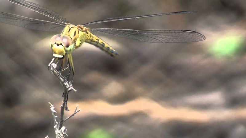 Dragonfly