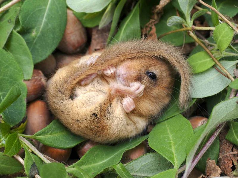 Dormice