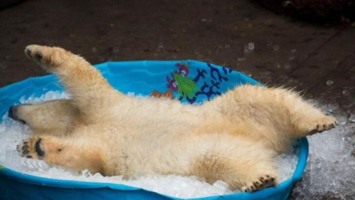 From Ice Baths to Frozen Fruit—How Zoo Animals Stay Cool All Summer