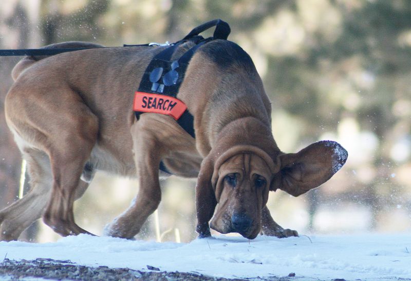 Bloodhound's Legendary Nose