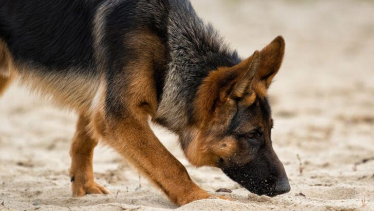 From Miles Away: Discover How Far Dogs Can Track a Scent