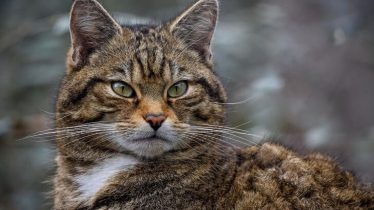 From Wild Hunters to Couch Companions: How Cats Became Domesticated