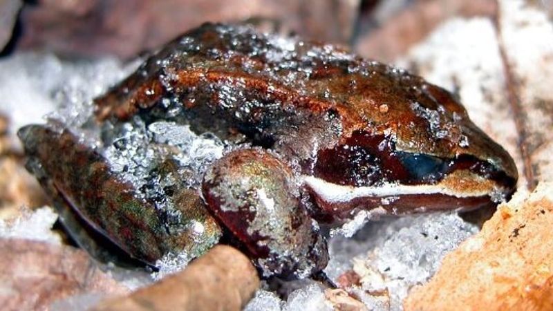 Freeze Tolerance