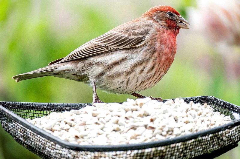 Bird Feeders