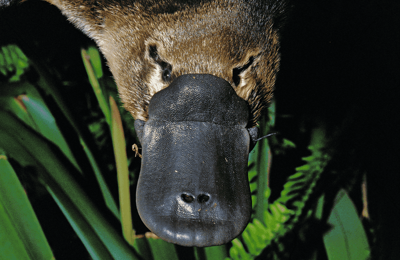 Unique Jaw Structure