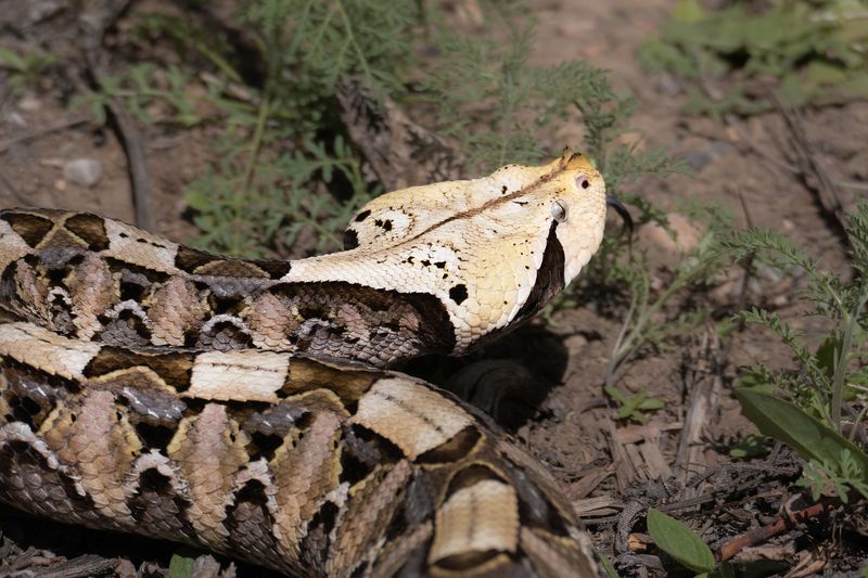 Gaboon Viper