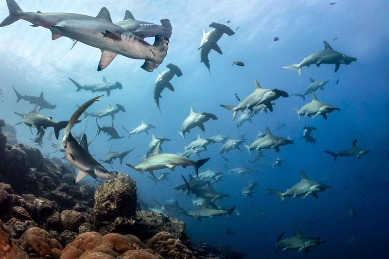 Galápagos Islands, Ecuador