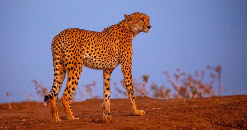 Cheetah