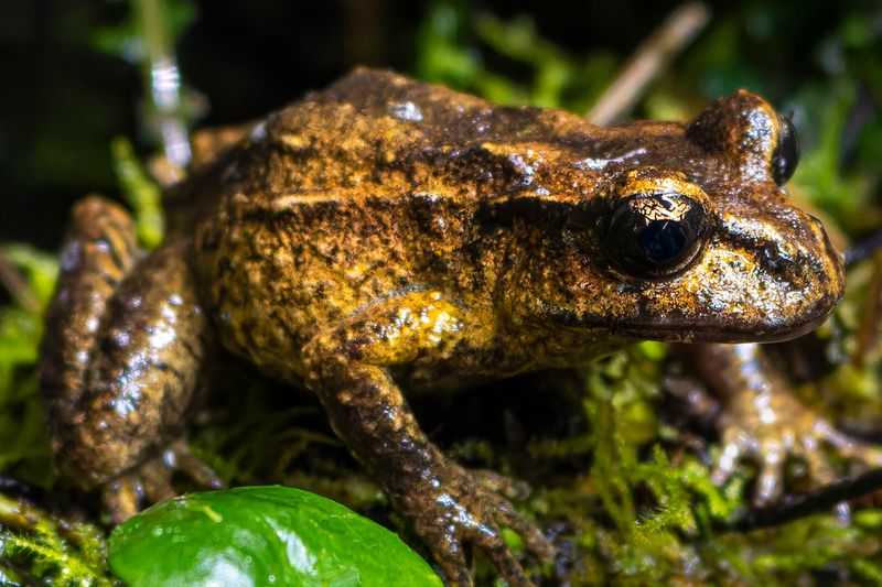 Hamilton's Frog