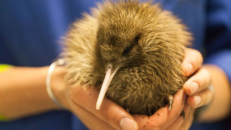 Haast Tokoeka Kiwi