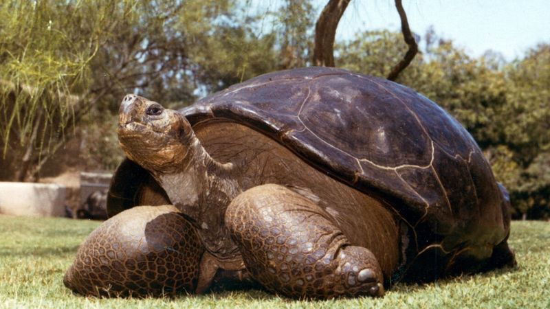 Galápagos Tortoise