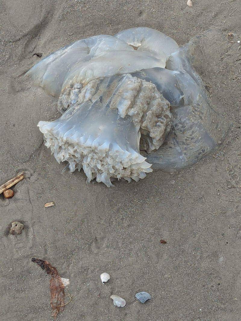 Galveston Island, Texas