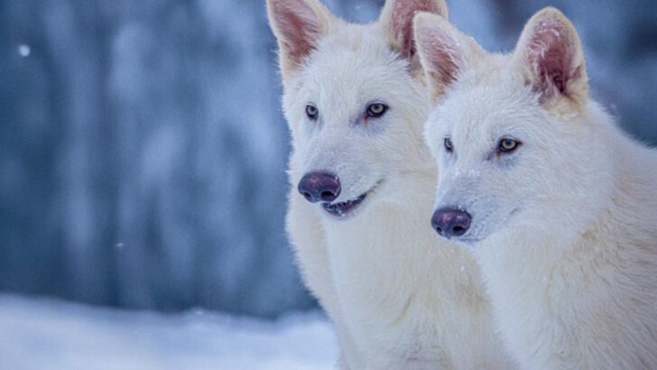 Game of Thrones Fans Will Love These 13 Real-Life Facts About Dire Wolves