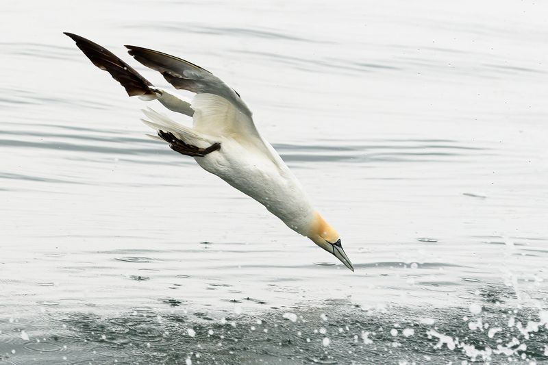Gannet's High-Speed Dive