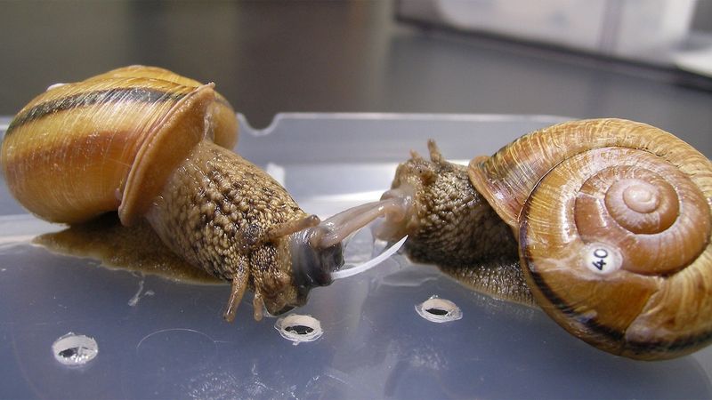 Garden Snail